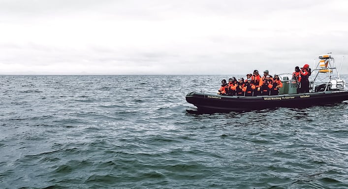 Whale safari boat tour