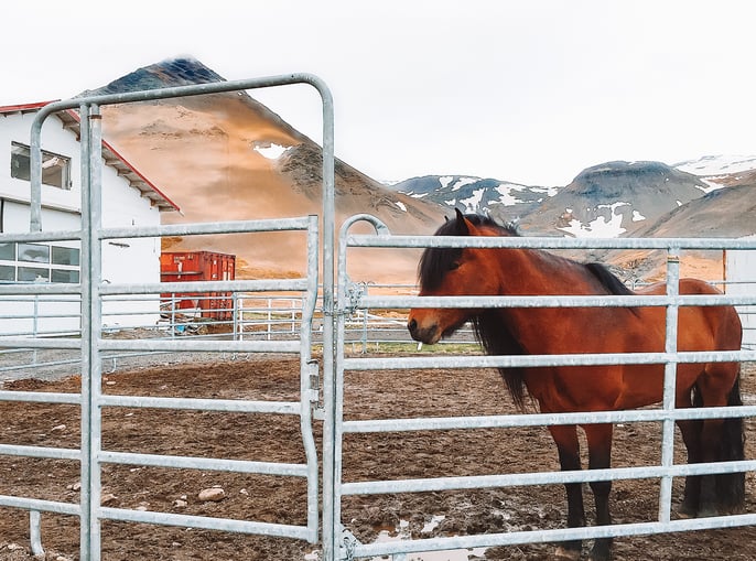 Brown Icelandic horse in stable