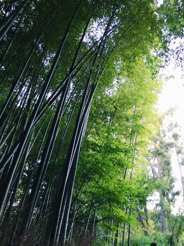 Muslim-travel-recommendations-Kyoto-tips-Bamboo-Forest.jpg