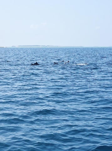 Muslim-travel-blog-Maldives-things-to-do-dolphin-watching-boat-tour