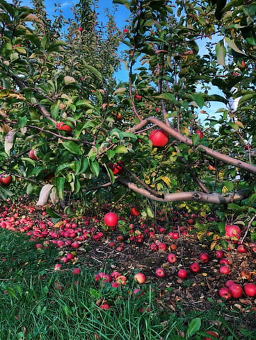 Muslim-travel-tips-New-England-apple-picking-tips